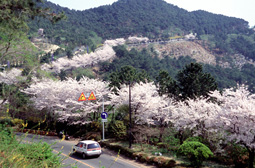 运行迎月路 Landscape