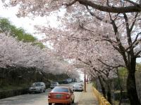 황령산 벚꽃길(물만골로)